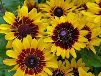 RUDBECKIA DENVER DAISY NR.1000 SEMI